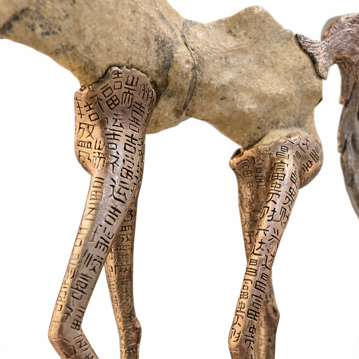 Fossilized animal skeleton with engraved text on a white background